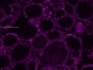 Immunofluorescent Detection Of Pax8 Protein In Adult Mouse Thyroid Tissue