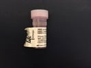 Immunofluorescent Detection Of Nkx2-1 Protein In Mouse Lung Tissue