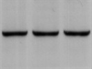 Excellent Phospho-p90RSK (Thr573) Antibody