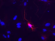 Affordable Fluorescent Microscope, A Workhorse In Our Lab