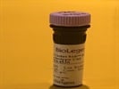 Antibody for Diagnostic Tests