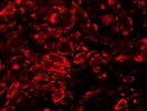 Goat anti-Chicken IgY (H+L) Secondary Antibody, Alexa Fluor® 594