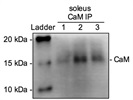 Calmodulin Antibody