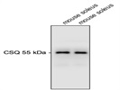 Calsequesterin Antibody In Mouse Skeletal Muscle