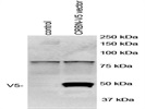 Test Of V5-CRBN Plasmid For Transfection