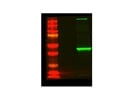 Great Fluorescent Secondary Antibody For Western Blots