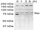BiP Antibody