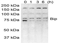 BiP Antibody