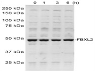 FBXL2 Antibody
