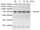 TRIF Antibody