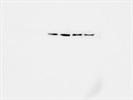 Actin Antibody For Western Blot