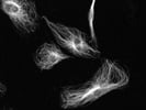 Antibody Against Alpha Tubulin For Immunofluorescence