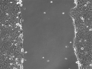 Desktop Live Cell Imaging