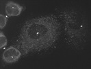 Great Gamma-Tubulin Antibody