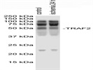 Anti-TRAF2 Antibody (Sc-365287)