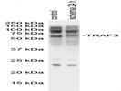 Anti-TRAF3 Antibody (Sc-6933)