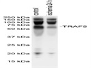 Anti-TRAF5 Antibody (Sc-74502)