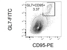 Nice Antibody To Detect Germinal Center B Cells