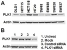 Cell Signaling PLK1 Monoclonal Antibody
