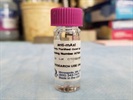 Good Anti-mAxl Antibody
