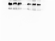 GAPDH Antibody