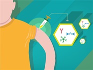 Engineering Antibodies: A FAb-ulous Future for Therapeutics