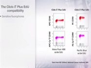 Watch Video: Maximum Multiplexability with Click- iT EdU technology