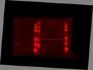 Great Secondary Antibody Against Rabbit Primaries For LI-COR Western Blot Scanner