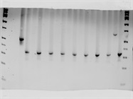 High Fidelity PCR Mastermix For Conventional PCR Applications
