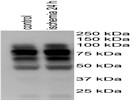 Anti-KLF4 Antibody (Sc-166238)