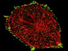 Great Rabbit Monoclonal Antibody [Y113] To Paxillin