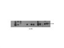 Good Mouse IL-17A Primary Antibody