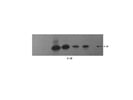 IL-1ß Rabbit mAb (Mouse Specific)