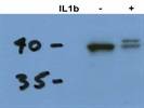 Reliable IkBa Antibody, Strong Signal