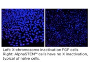 AlphaSTEM™ Naive hPSC Medium