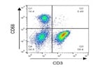 A Very Good Antibody To Stain For CD68 On Human Peripheral Blood Mononuclear Cells