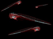 An Inside Edge on Imaging