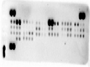Mouse Cytokine Array - For BALF Samples