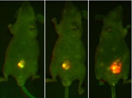 Non-Invasive Whole Animal In Vivo Imaging from Analytik Jena US