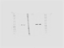 Rabbit Akt3 mAb for Western Blot