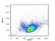 Magnetic Bead Isolation Of Mouse CD4+ T Cells