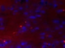 Anti-Mouse IgG2b Alexa Fluor 568 Secondary Antibody For IF And IHC