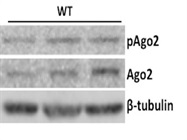 Anti-Mouse Ago2 Monoclonal Antibody For Western Blot