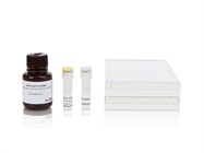 Mouse IL-10 antibodies and kits