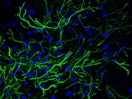 Alexa Fluor Plus Secondary Antibodies