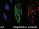 Immunofluorescence Microscopy Using Thermo Fisher Anti-Calnexin Antibody