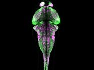 In vivo Imaging Ready Biosensors in AAV