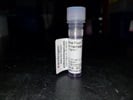 Goat Anti-Hamster Secondary Antibody, Alexa Fluor 488