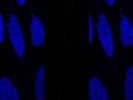 Good Centromere Antibody Produced In Rabbits