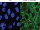 Good Anti-Alpha Tubulin Antibody